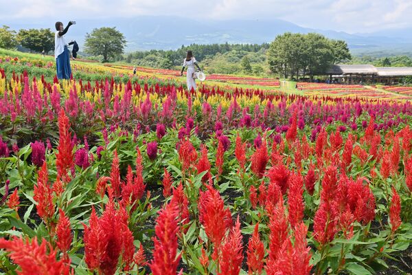 高原の丘を鮮やかに彩るケイトウ＝18日午後０時20分、那須町豊原丙