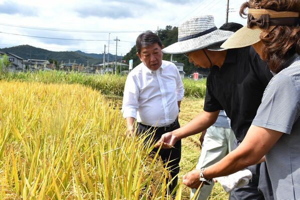 コメの生産現場を視察する茂木氏（左）＝15日午後、足利市大月町