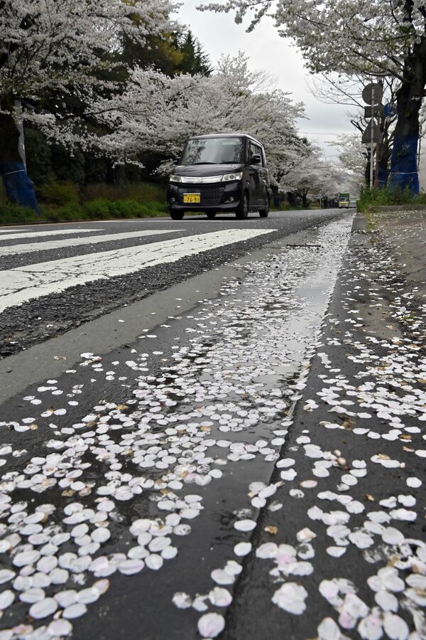 栃木市のさくら通りは散り始め＝８日午後