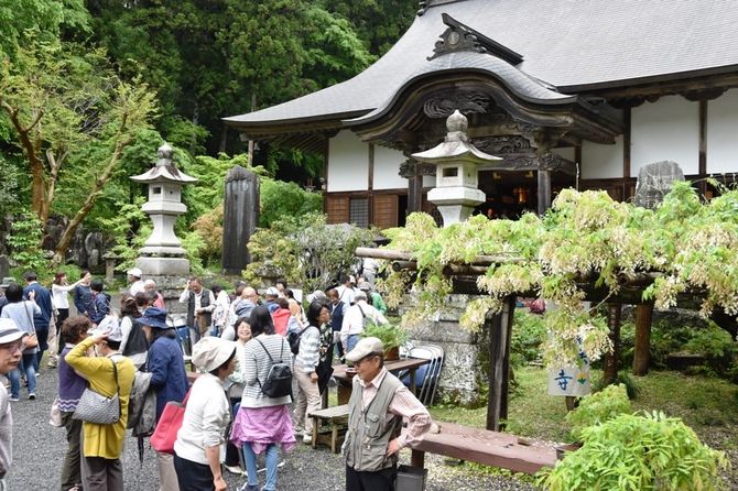那珂川町馬頭114　例年の見ごろ／4月下旬～5月上旬　見られる花／白フジ