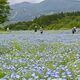 園内を彩る青いじゅうたん　那須フラワーワールドでネモフィラ見頃