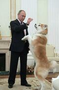 【独自】プーチン大統領の秋田犬死ぬ