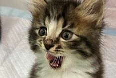 犬猫保護へアマゾン通じて物資支援募集　宮わんにゃんパーク「ほしいものリ…