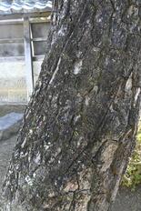 幕末の混乱うかがわせる