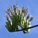 数十年に一度が来た　鹿沼で多肉植物「アガベ」開花　４月から急成長