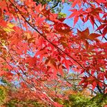 栃木県内で最も支持された紅葉スポット　景色が「視界いっぱいに広がる」定…