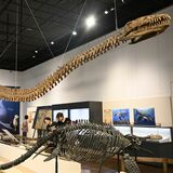 「海なし県」はかつて海に覆われていた　那須塩原・那須野が原博物館で特別展　海竜の化石や標本など展示