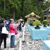 日光東照宮に盆栽50点　15日まで第１回日本宝樹展
