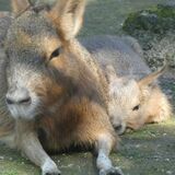 宇都宮動物園で赤ちゃんラッシュ　キリン、カピバラ、マーラ　今だけの愛らしい姿