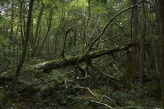 生命が息づく原生林