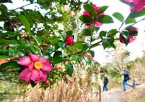 寒ツバキ咲く　那珂川