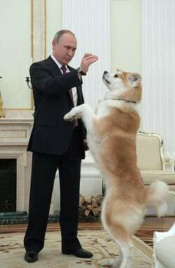 【独自】プーチン大統領の秋田犬死ぬ