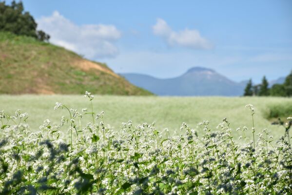 那須岳（奥）を望む平山さん方のソバ畑