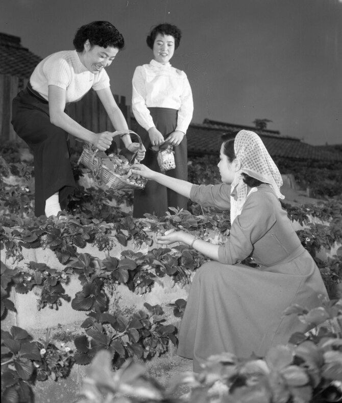 「1954年5月の新宮のイチゴ狩り」として西日本新聞データベースに残る写真