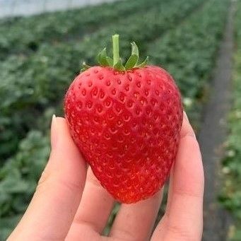 ハート形が特徴的なとちあいか＝いちごの里