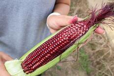 赤いトウモロコシ全国で、SNSの発信注目