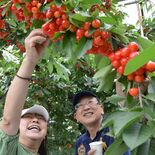 夏の宝石に笑顔　茂木でサクランボ狩り始まる