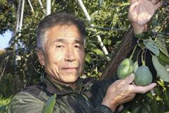 かんきつの産地 松山でアボカド