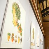 ボタニカルアート作家、地元初の個展　卓越した技巧で描かれた30点並ぶ　茂木