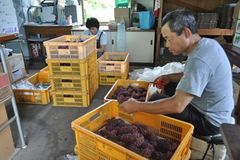 ＜97＞４０年迎えた大平町ぶどう団地　甘さ際立つ　多彩な品種　北関東最大級の観光農園