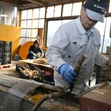 キャッサバで焼酎造り　那珂川の白相酒造と東京牧場　カンボジアの地雷撤去後の土地で栽培普及へ