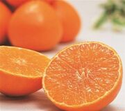 JAタウンのショップ「JA全農えひめ直販ショップ」で 「紅まどんな」販売中!