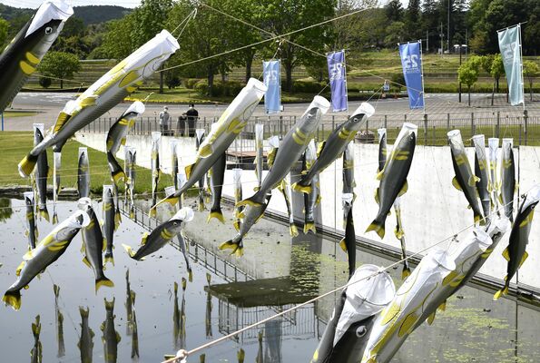 風になびく「あゆのぼり」