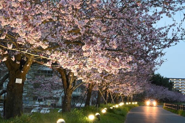 ライトアップされた市役所近くの思川桜並木（10日夜撮影）