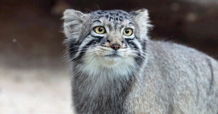 受け入れ予定のマヌルネコ「ナゴム」（那須どうぶつ王国提供）