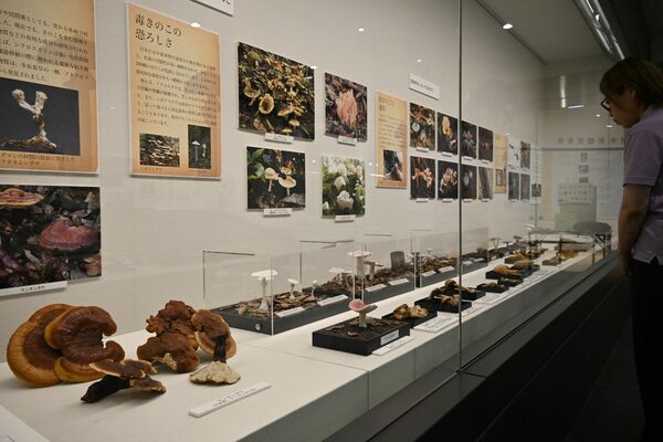 約90種類のキノコが並ぶ企画展