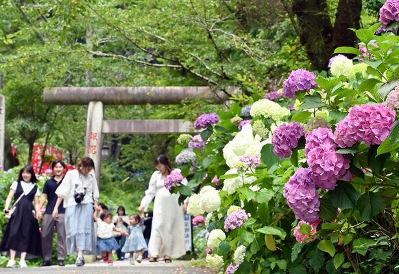 太平山神社の参道を鮮やかに彩るアジサイ＝19日午前10時45分、栃木市平井町