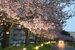 ライトアップされた市役所近くの思川桜並木（10日夜撮影）