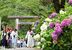 太平山神社の参道を鮮やかに彩るアジサイ＝19日午前10時45分、栃木市平井町