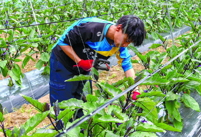葉かき作業で生育の状況を把握