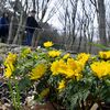春告げるフクジュソウ　栃木・みかも山公園で見頃　風に揺られるかれんな黄色