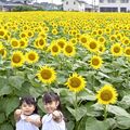 「30万本のヒマワリ」今年も 野木町で18日からフェス 大迷路やトラクター遊覧も楽しめる