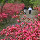 新緑とツツジ、美の競演　５千本が見頃　茂木の「花の山」