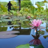 ハス池にスイレン涼やか　栃木「つがの里」で６月中旬ごろまで見頃