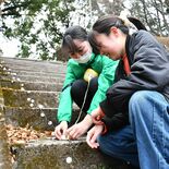 大田原のさくら祭、高校生がイルミ飾り付けに協力　４月19日まで夜桜幻想…