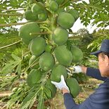 「酵素の王様」青パパイアたわわに　茂木で出荷本格化