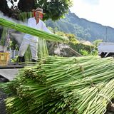 麻の収穫ピーク　生産量全国一の鹿沼・永野地区