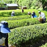 大田原で一番茶の茶摘み始まる　青空に映える緑鮮やかな茶畑