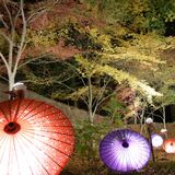 夕闇に浮かぶ紅葉と和傘　小山の間々田八幡宮ライトアップ