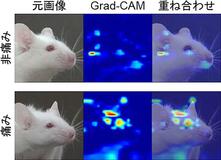 生き物の痛みＡＩで数値化