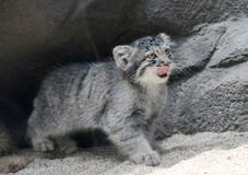 神戸の「最古」の子ネコ、初披露