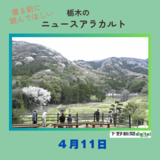 4月11日の栃木県内ニュース　「ヤマザクラ自生、数千本見頃　茂木・高峯山」など３本をお届けします