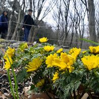 春告げるフクジュソウ　栃木・みかも山公…