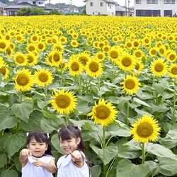 「30万本のヒマワリ」今年も 野木町で18日からフェス 大迷路やトラクター遊覧も楽しめる