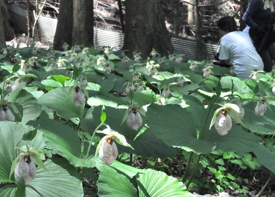 見頃を迎えた五丈の滝前植物園のクマガイソウの花