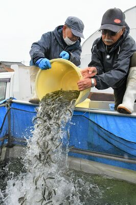 水揚げしたホンモロコをいけすに移す高瀬さん（右）ら